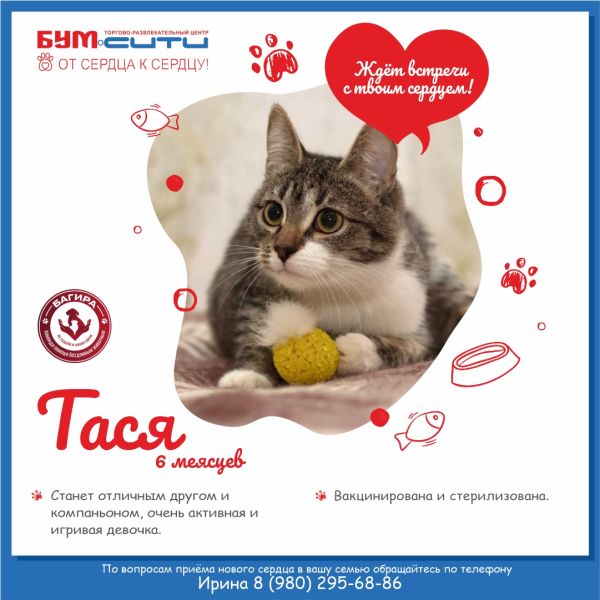 Кошечка ищет новую семью!